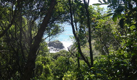 Rainforest Walking Track - Tourism Noosa 0