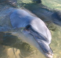 Dolphins of Monkey Mia - Tourism Noosa