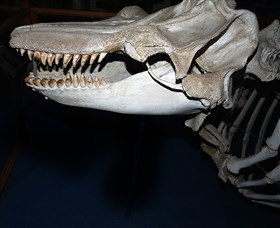 Killer Whale Trail - Tourism Noosa 3