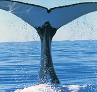 Humpback Whales - Tourism Noosa