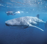 Swim with the Whale Sharks - Tourism Noosa