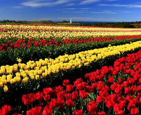 Table Cape - Tourism Noosa 2