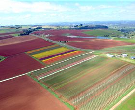 Table Cape - Tourism Noosa 4