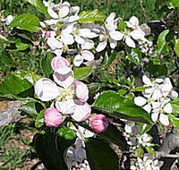 Avro Park Orchards - Tourism Noosa