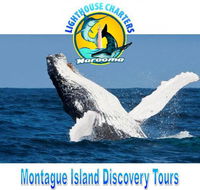 Lighthouse Charters Narooma - Tourism Noosa