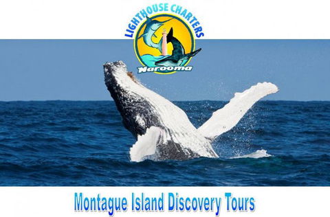 Lighthouse Charters Narooma - Tourism Noosa 0