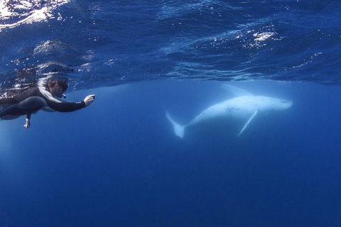 Sunreef Mooloolaba - Tourism Noosa 0