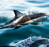 Dolphin Swim Australia - Tourism Noosa