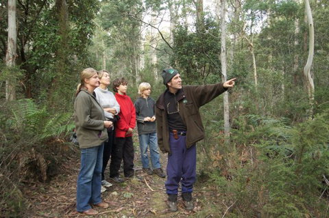 Great Western Tiers Forest Walks Tasmania - Tourism Noosa 3