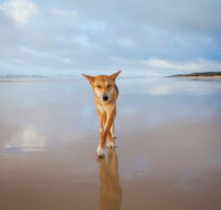 Fraser Island Adventure Tours - Tourism Noosa