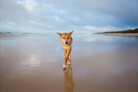 Fraser Island Adventure Tours - Tourism Noosa 4