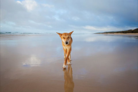 Fraser Island Adventure Tours - Tourism Noosa 6