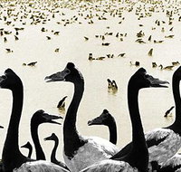 Tin Shed Art Gallery - Tourism Noosa