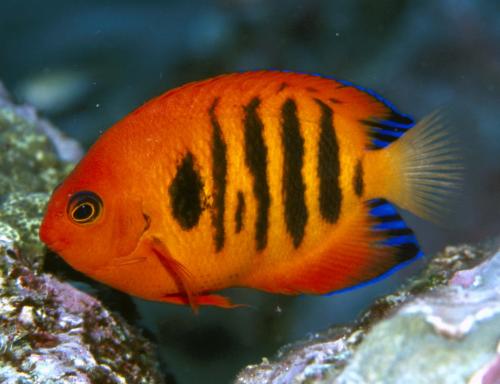 Stratford QLD Tourism Noosa