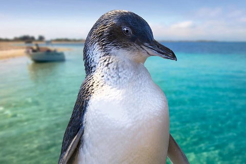 Full-Day Penguin Island & Fremantle Town - Tourism Noosa 0