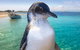 Full-Day Penguin Island & Fremantle Town - thumb 2
