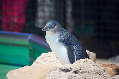 Full-Day Penguin Island & Fremantle Town - Tourism Noosa 5