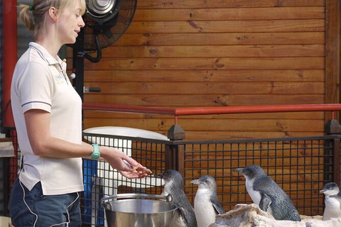 Full-Day Penguin Island & Fremantle Town - Tourism Noosa 6