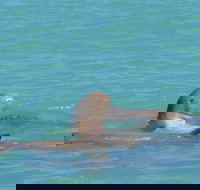 Snubfin Dolphin Eco Cruise from Broome - Tourism Noosa