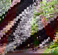 Margaret River Wineries Caves Ocean and Karri - Air  Ground Tour - Tourism Noosa