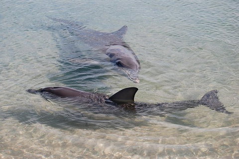 Monkey Mia Dolphins & Shark Bay Air Tour From Perth - Tourism Noosa 4