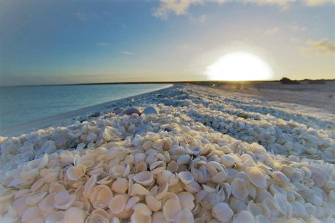 Monkey Mia Dolphins & Shark Bay Air Tour From Perth - Tourism Noosa 5