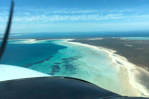 Monkey Mia Dolphins & Shark Bay Air Tour From Perth - Tourism Noosa 8