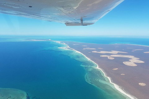 Monkey Mia Dolphins & Shark Bay Air Tour From Perth - Tourism Noosa 3