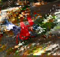 Trees Adventure Lane Poole Park - Treetop  Zipline Experience - Tourism Noosa