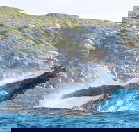 Jet Boat Whale Watching Safari from Dunsborough - Tourism Noosa