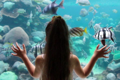 AQWA The Aquarium Of Western Australia: General Admission - Tourism Noosa 1