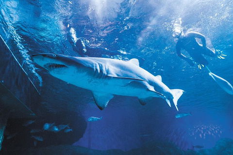AQWA The Aquarium Of Western Australia: General Admission - Tourism Noosa 9