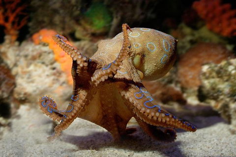 AQWA The Aquarium Of Western Australia: General Admission - Tourism Noosa 15