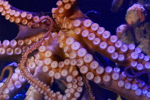 AQWA The Aquarium Of Western Australia: General Admission - Tourism Noosa 8