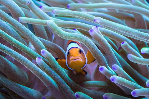 AQWA The Aquarium Of Western Australia: General Admission - Tourism Noosa 4