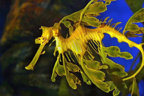 AQWA The Aquarium Of Western Australia: General Admission - Tourism Noosa 13