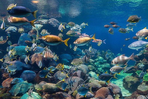 AQWA The Aquarium Of Western Australia: General Admission - Tourism Noosa 10