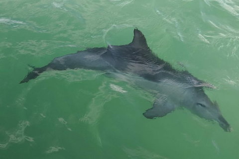 The Pirate Cruise In Mandurah On Viator - Tourism Noosa 4