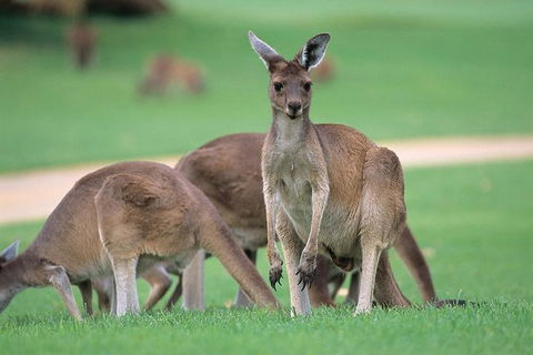 Half-Day Yanchep National Park & Crystal Cave - Tourism Noosa 0