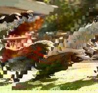 Very Best of Perth Tour - Wildlife Park  City Highlights Tour - Tourism Noosa