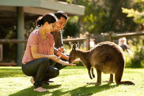 Very Best Of Perth Tour - Wildlife Park & City Highlights Tour - Tourism Noosa 0