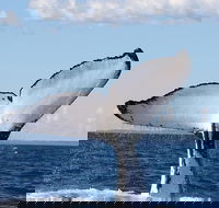 Phillip Island Whale Watching Tour - Tourism Noosa