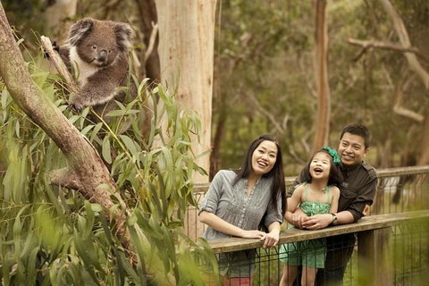 Group Tour: Phillip Island Penguin Parade Ultimate Eco Tour & Lunch - Tourism Noosa 0