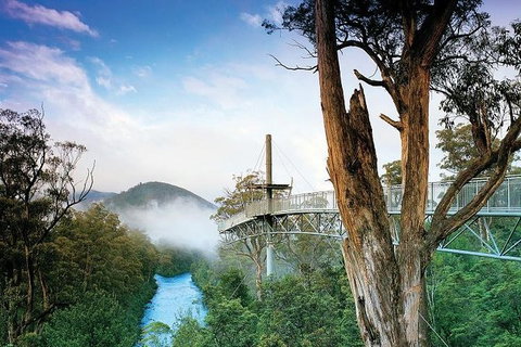 Cruise Ship Special From Hobart: Mt Wellington And Tahune AirWalk - Tourism Noosa 2