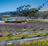 Private Tasman Peninsula Cruise Ship Tour from Port Arthur - Tourism Noosa