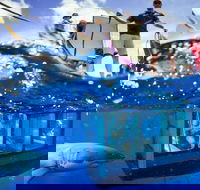 White Shark Tour with Optional Cage Dive from Port Lincoln - Tourism Noosa