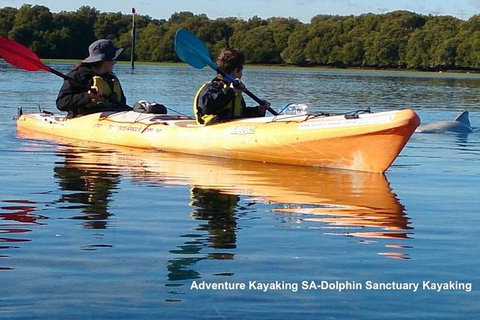 Adelaide Dolphin Sanctuary And Ships Graveyard Kayak Tour - Tourism Noosa 0