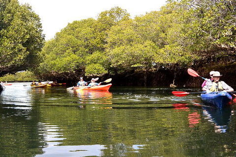 Adelaide Dolphin Sanctuary And Ships Graveyard Kayak Tour - Tourism Noosa 8