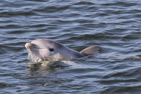 Adelaide Dolphin Sanctuary And Ships Graveyard Kayak Tour - Tourism Noosa 6