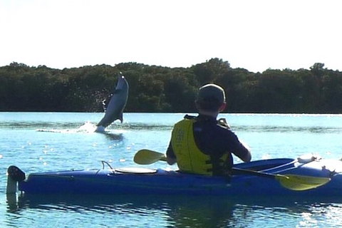 Adelaide Dolphin Sanctuary And Ships Graveyard Kayak Tour - Tourism Noosa 2